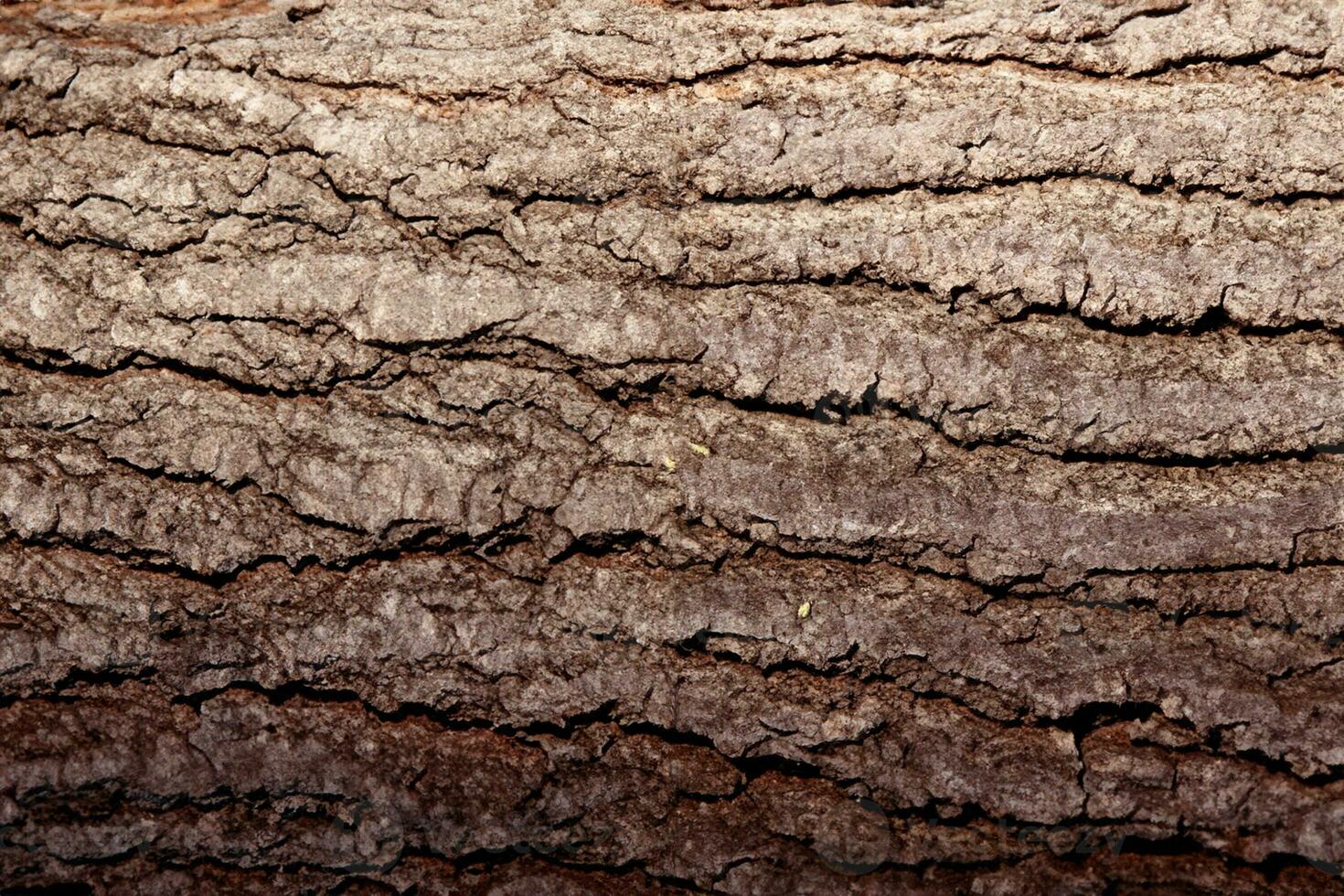 caduco árbol ladrar. textural antecedentes foto