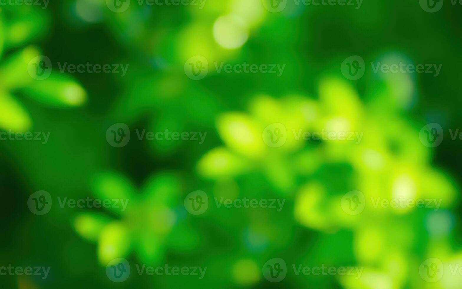 Lush green foliage in a vibrant outdoor setting depicting nature's beauty during daylight hours photo