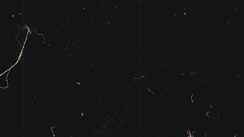Flickering Film Strip with Dust and Scratches video