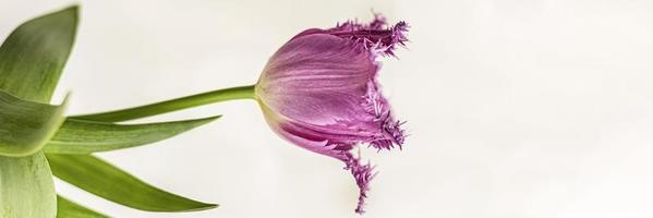 Purple tulip in a vase in the garden. Spring. Bloom.Banner. photo