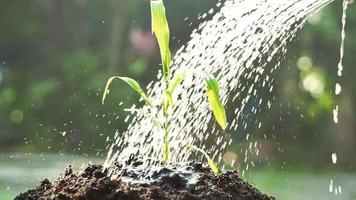 mani che innaffiano le giovani piante che crescono in germinazione su terreno fertile con annaffiatoio sullo sfondo del tramonto. video