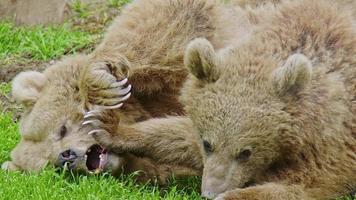 due orsi bruni che riposano e giocano sull'erba verde nel metraggio della foresta. video
