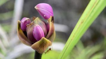 se ve hermosas flores que florecen maravillosamente en la ciudad de jayapura video