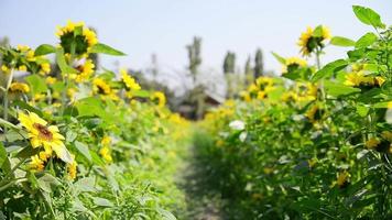 solblommor trädgård med klarblå himmel bakgrund - natur blommor bakgrund koncept video