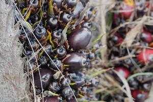 selective focus on damaged oil palm fruit and crop failure causes prices to fall photo