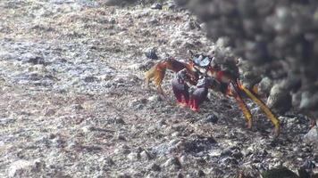 uno Granchio su il roccioso riva del mare di Phuket isola video