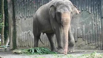 Dies ist ein Foto des Sumatra-Elefanten Elephas Maximus Sumatranus im Wildpark oder Zoo. video