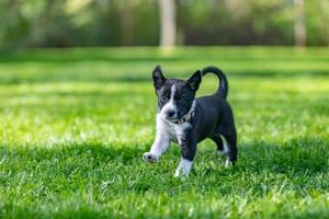 Adorable portrait of amazing healthy and happy black and white border collie puppy photo