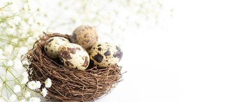 Quail eggs in nest with white gypsophila flowers on white background. Easter banner. Copy space. photo