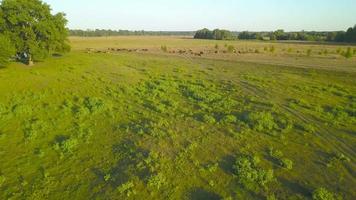 Flying over green field with grazing cows. Aerial background of countryside video