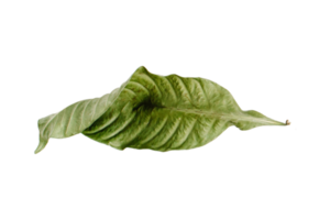 vert séché feuille isolé sur une transparent Contexte png