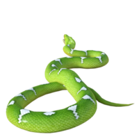 serpente Pitão isolado 3d png