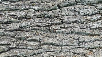 ladrar de un caduco árbol. antecedentes de áspero ladrar textura foto