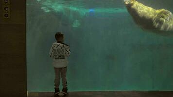 Kind Aufpassen Walrosse im Aquarium video