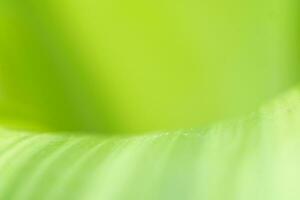 Gradient Nature view of green leaf on blurred greenery background in garden with copy space using as background natural green plants landscape, ecology, fresh wallpaper photo