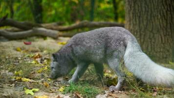Video von Arktis Fuchs