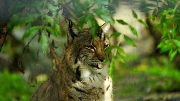 video di carpazi lince nel zoo