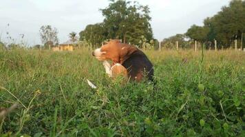 un adorabile beagle cane graffiare corpo all'aperto su il erba campo. video