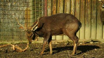 Indochinesisch Sika Hirsch im Zoo video