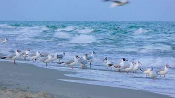 gabbiani camminare lungo il riva del mare e bevanda acqua video