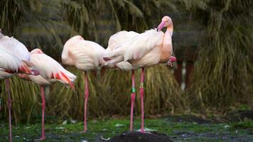 Video von größer Flamingo im Zoo
