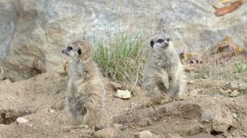suricata in piedi su un' guardia. curioso meerkat video