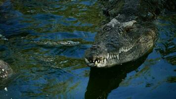 coccodrillo o alligatore nel fiume video