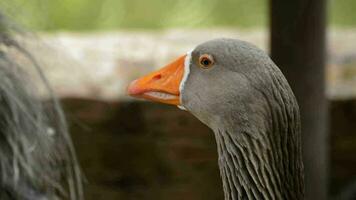 Gans mit Orange Schnabel suchen um video