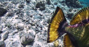 grilletto pesce nel trasparente blu oceano. subacqueo lento movimento nel chiaro mare video