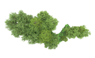 verde bosque aislado en antecedentes. 3d representación - ilustración png