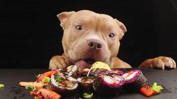divertente cucciolo bulldog mangiare, lecca giapponese Sushi rotoli su nero sfondo. concetto di porta via consegna servizio. ritratto di Affamato cane seduta a tavolo con pasto di tradizionale giapponese cucina video