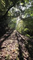 rörelse bakgrund natur gående i de mitten av de skog video