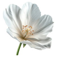 ai gegenereerd wit bloem geïsoleerd Aan transparant achtergrond. voor gebruik in scrapbooken, bloemisterij of herbarium png