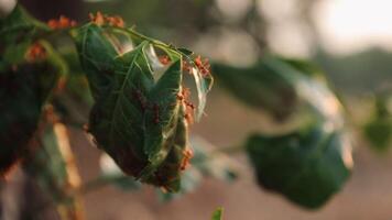 avvicinamento di formica vivente nel natura, macro formiche video