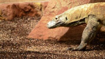 komodo Drago a piedi fischio con il suo lingua - varano komodoensis video