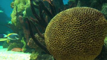 barriera corallina tropicale video