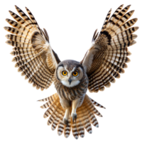 hibou avec ailes propager large, planant gracieusement png