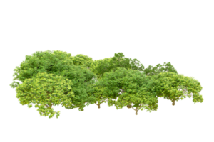 Grün Wald isoliert auf Hintergrund. 3d Rendern - - Illustration png