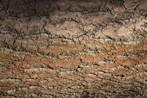 bosque relleno antecedentes. árbol maletero ladrar textura. foto