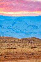 Icelandic farmlands with mooses group, majestic wild animals on nordic frozen fields around snowy mountain tops and pink sky. Scandinavian wildlife living on countryside lands. photo