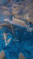 infermiera squali subacqueo con tropicale Pesci nuotate nel blu oceano a Maldive. squali nel tropicale mare. verticale metraggio video