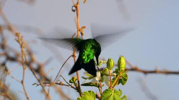 uccello natura - colibrì nel super lento movimento 4k 120 fps video