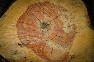 A wood material logging. Round timber stock. Lumber-camp of pine. Mass deforestation. Freshly cut tree logs piled up. Harvesting of wood. photo
