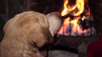 cane vicino camino con ardente fuoco. calore e casa comfort. fiamma di un' nazione Casa. legna da ardere è ardente nel il focolare. dettagliato fuoco sfondo. 4k video