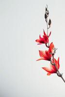 A single red flower is on a stem photo