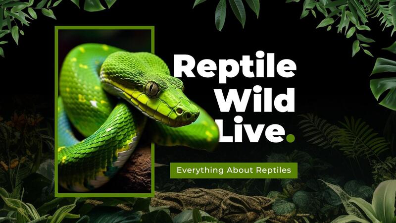 Animal Youtube Channel Banner Template