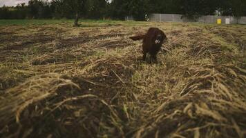 contento irlandesi setter cane in esecuzione annusando in giro all'aperto a città parco. attivo cane animale domestico godendo estate camminare. tranquillo paesaggio. video