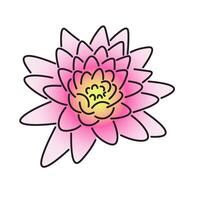 isolated pink water lily vector