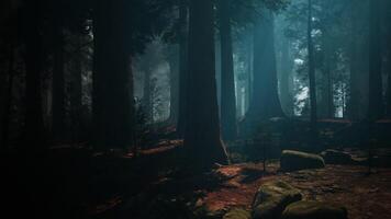 Sequoia Forest Filled With Trees and Rocks video