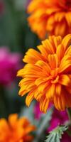 Bright orange flower in bloom surrounded by pink blossoms in a vibrant garden during spring season photo